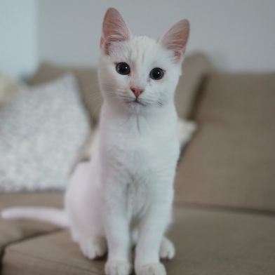 Nala