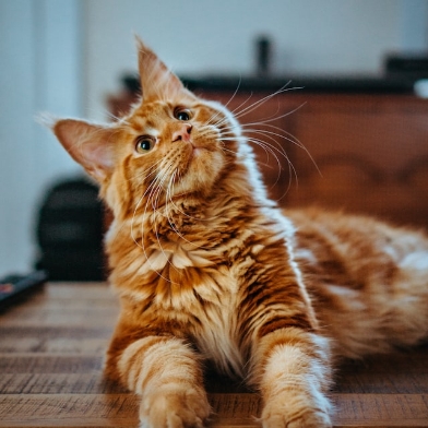 Pixel